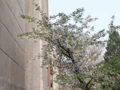 -武汉大学-樱园