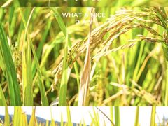 -艾米稻香小镇