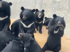 -东方熊牧场
