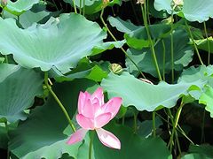 -荔湾湖公园