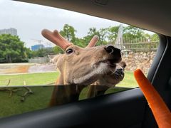 -常州淹城野生动物世界