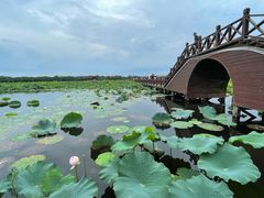 -荷塘月色湿地公园·向阳花洲