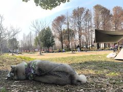 -上海长兴岛郊野公园