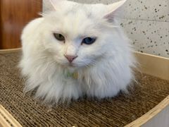 -有猫主题·治愈系猫咖(曾厝垵店)