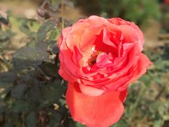 -人民公园(罗湖区)