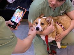 -严国平动物医院(德政总院)