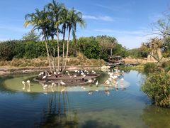 -奥兰多迪士尼动物王国乐园