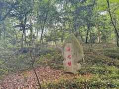 -上海佘山国家森林公园天马山园