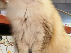 -豆逗聊愈猫阁Easy Life