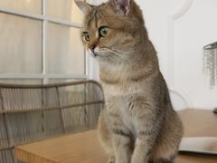 -共舞时光猫咖·狗咖(新街口店)