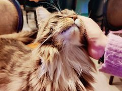 -猫小院猫主题餐厅(三里屯店)