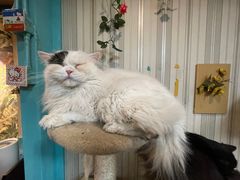 -猫小院猫主题咖啡厅(北锣店)