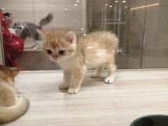 -飞行喵MR PILOT|猫舍·猫咖(静安大融城店)