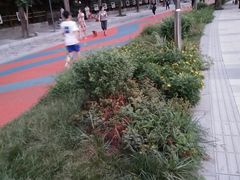 -成都市活水公园