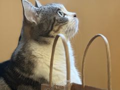 -MOCHA明星猫咖(田子坊店)