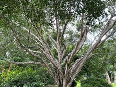 -中国科学院西双版纳热带植物园