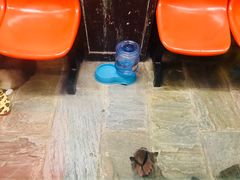 -猫咪博物馆(顶澳仔猫街店)