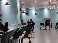 -安格丽娜·狗咖·猫咖羊驼咖(春熙路百盛商场店)