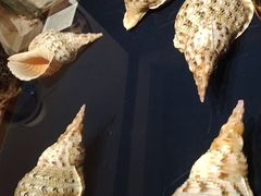 -青岛贝壳博物馆