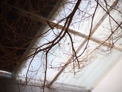 -素咫咖啡CLIFEROSE