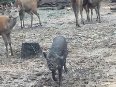 -清迈夜间动物园