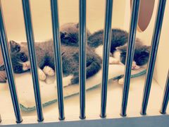 -喵zoo家庭繁育猫舍(尖东智能花园店)