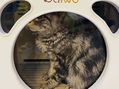 -山宅一喵德文卷毛猫舍