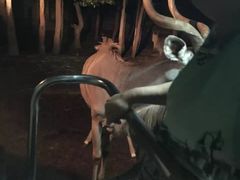 -清迈夜间动物园