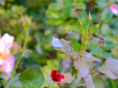 -大兴滨河森林公园