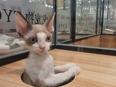 -袖虎·猫馆(体育西路店)