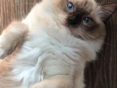 -70cat德文卷毛猫·缅因猫纯种猫舍