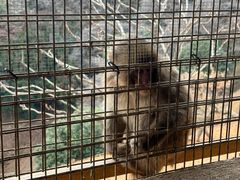 -岚山猴子公园