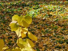 -三里屯东五街银杏大道