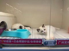 -lincat·猫舍(广州店)