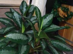 -摩音养生SPA(水湾店)