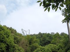 -铁山坪森林公园