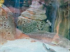 -艺厨风尚餐厅 · 桔钓沙莱华度假酒店