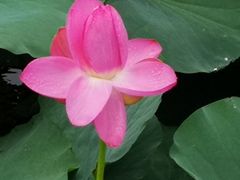 -荷塘月色湿地公园·向阳花洲