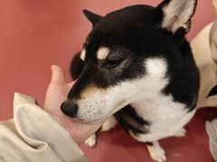 -和它·交个朋友·狗咖猫咖(爱琴海店)