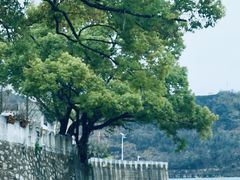 -新安江山水画廊风景区