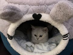 -lincat·猫舍(广州店)