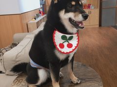 -豆柴町-柴犬主题狗咖(红鼎国际C座店)