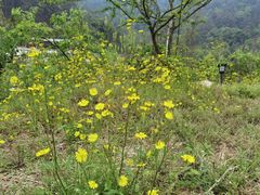 -胖大姐黄辣丁鱼庄(新津店)