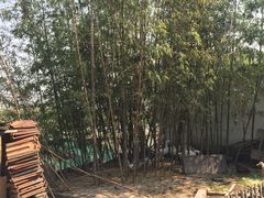 -青浦采草莓天天草莓园
