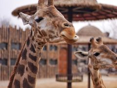 -济南野生动物世界