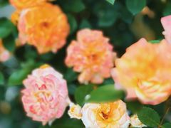 -花·fleur古董西餐厅(西城夜未央店)