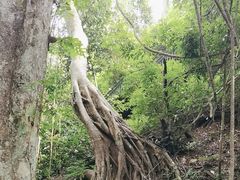 -西双版纳原始森林公园