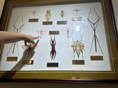 -上海昆虫博物馆