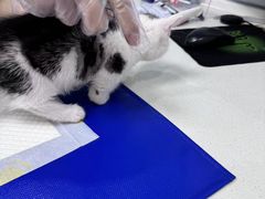 -博特宠物医院24h犬猫全科.骨科·异宠