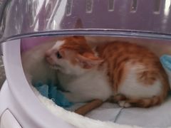 -创凡宠物医院·骨专科  猫科中心(西乡分院)